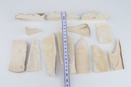 Raw mammoth ivory pieces