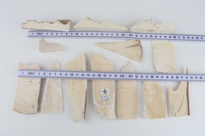 Raw mammoth ivory pieces