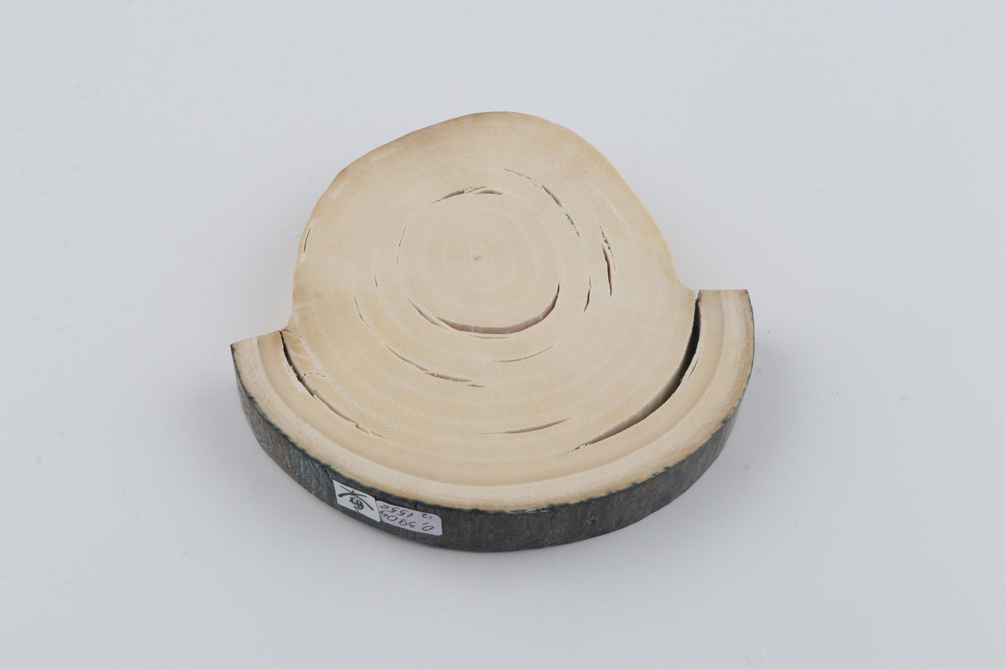 Natural woolly mammoth tusk piece