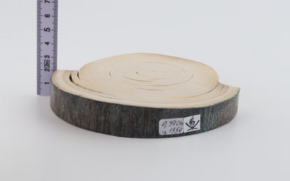 Natural woolly mammoth tusk piece