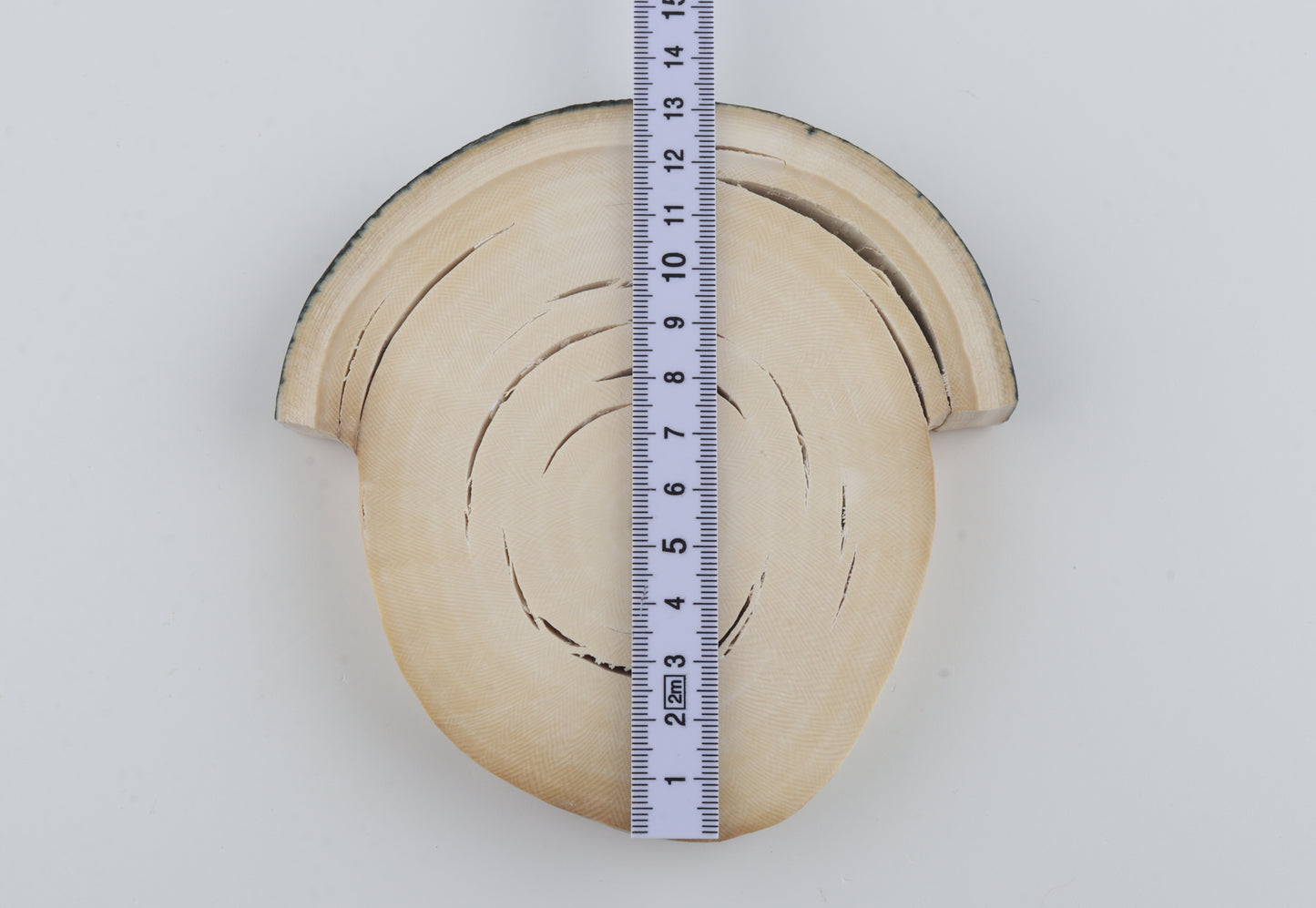 Natural woolly mammoth tusk piece