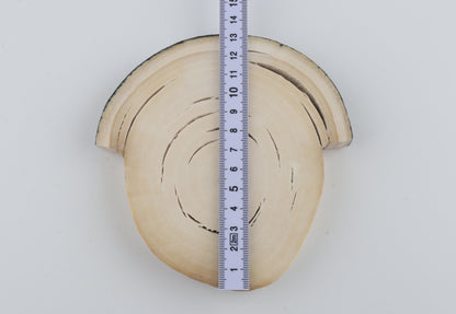 Natural woolly mammoth tusk piece