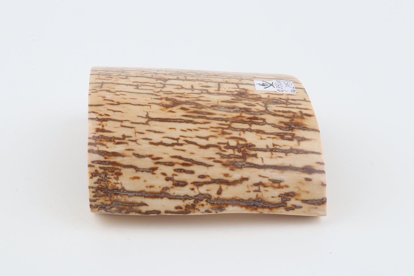 Creme-orange mammoth bark
