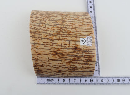 Creme-orange mammoth bark