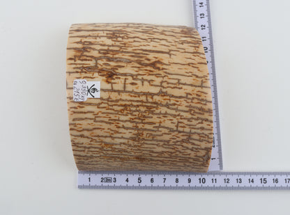 Creme-orange mammoth bark