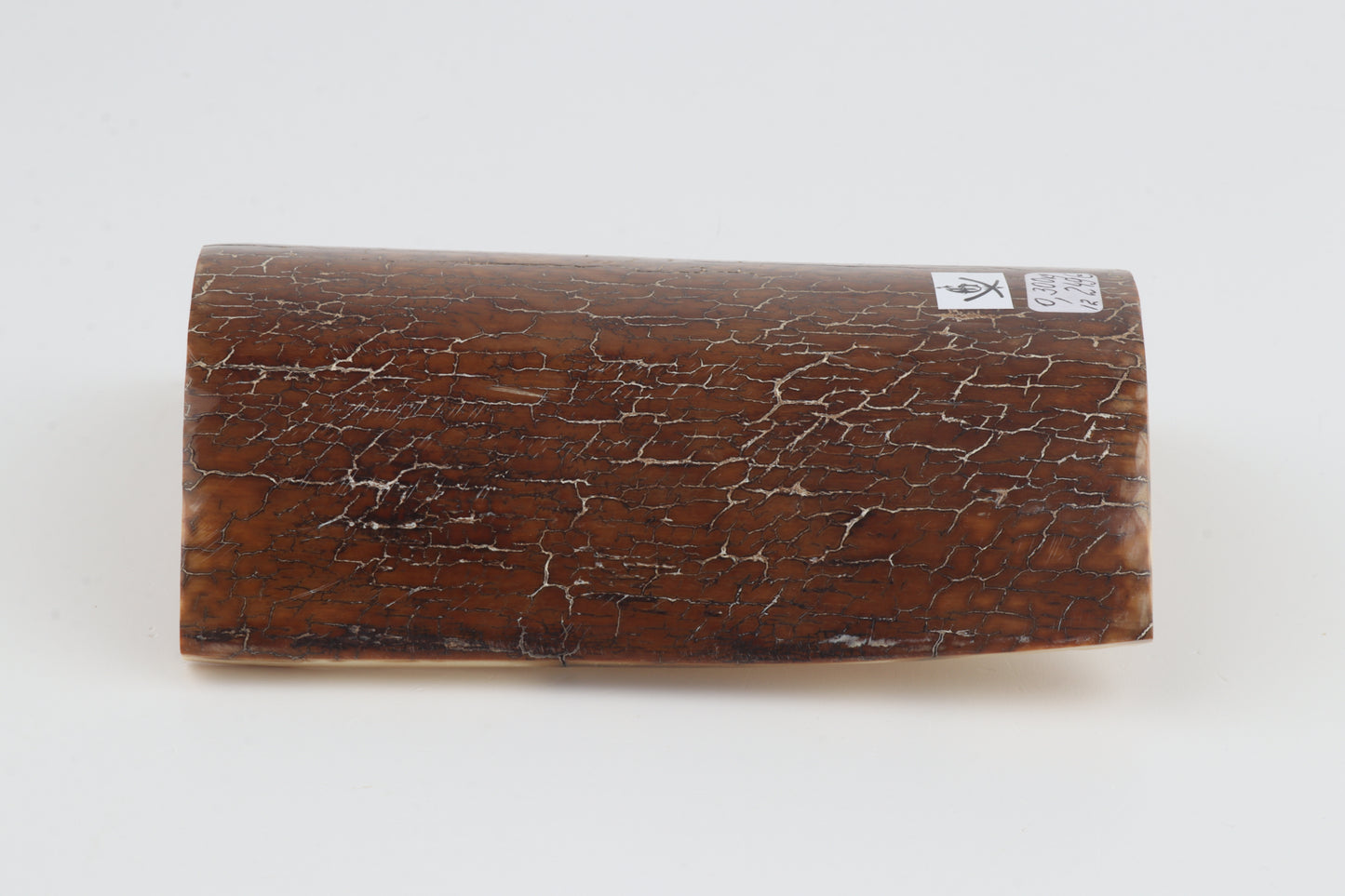 Caramel mammoth bark