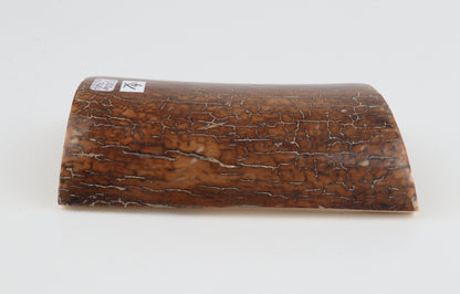 Caramel mammoth bark