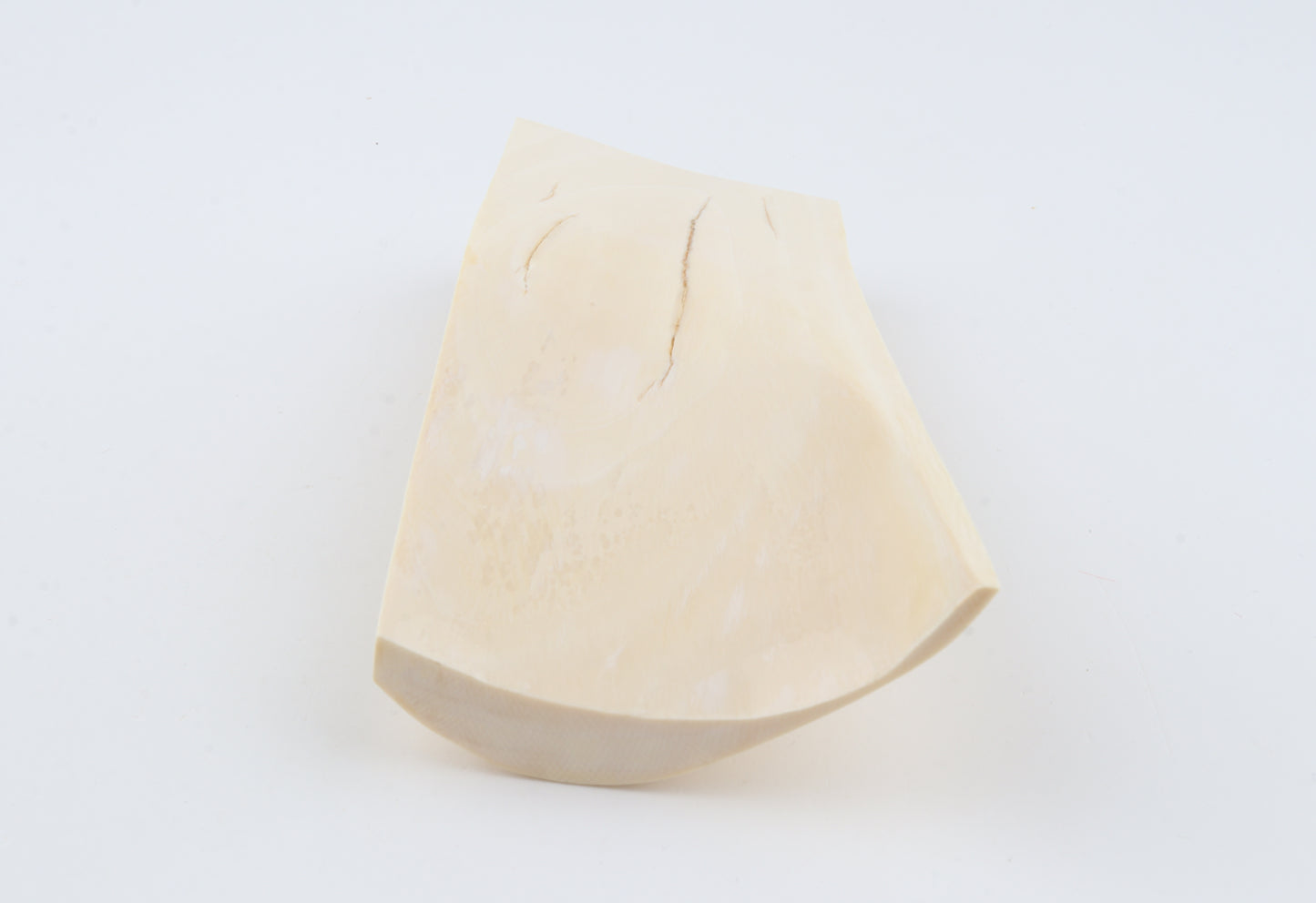 White mammoth ivory segment