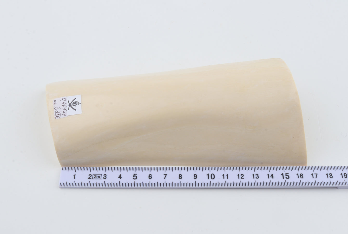 White mammoth ivory segment