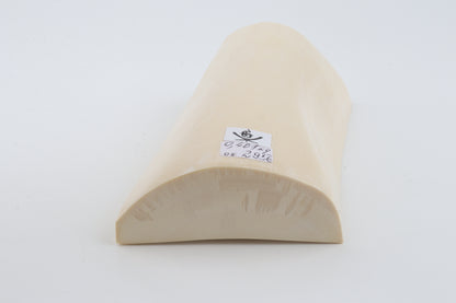 White mammoth ivory segment