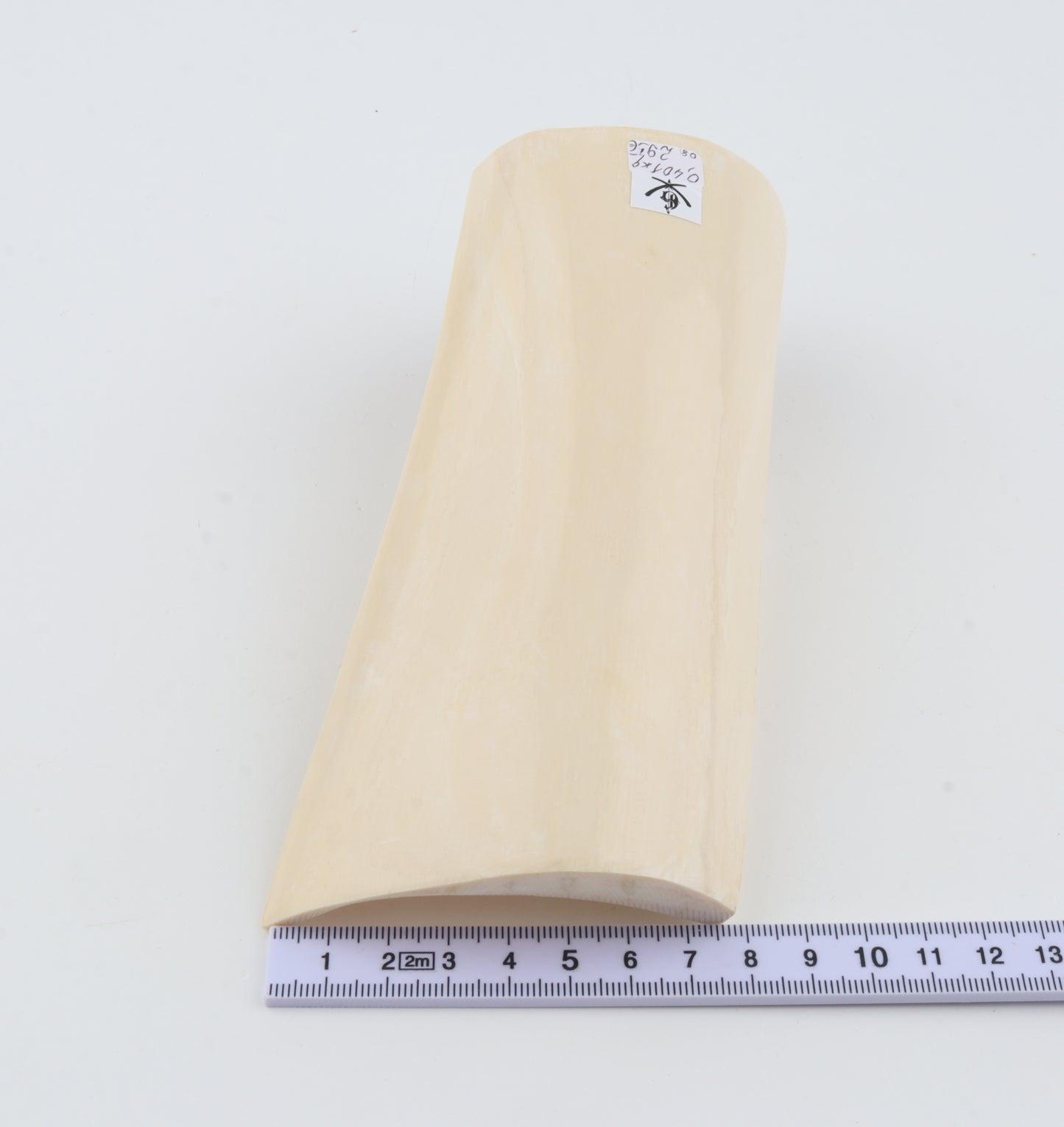 White mammoth ivory segment