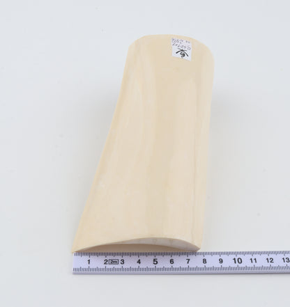 White mammoth ivory segment