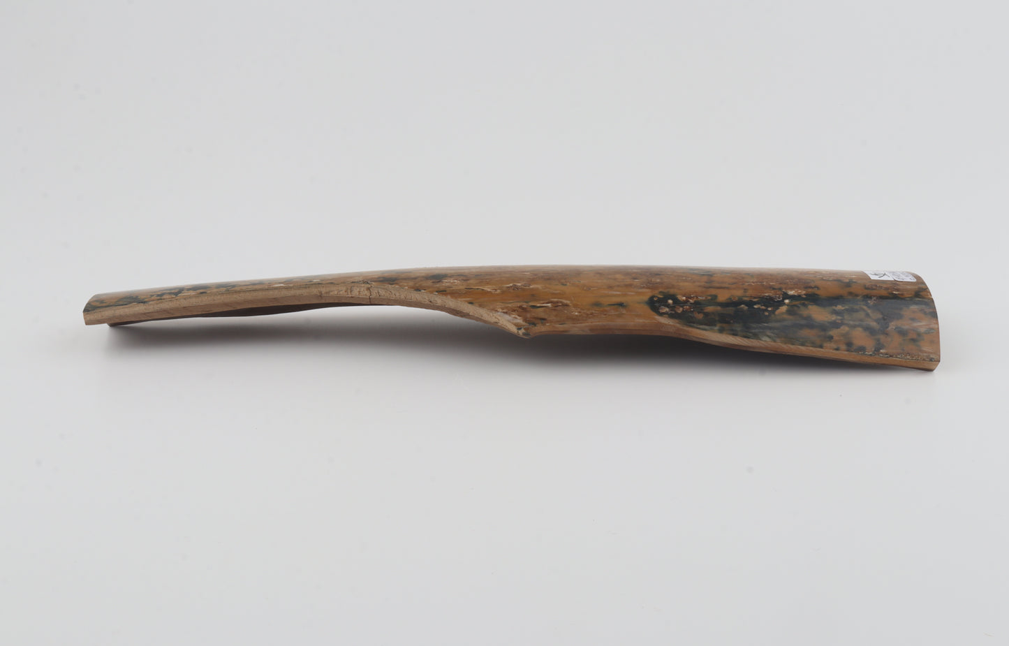 Mustard-blue mammoth bark