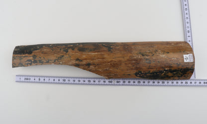 Mustard-blue mammoth bark