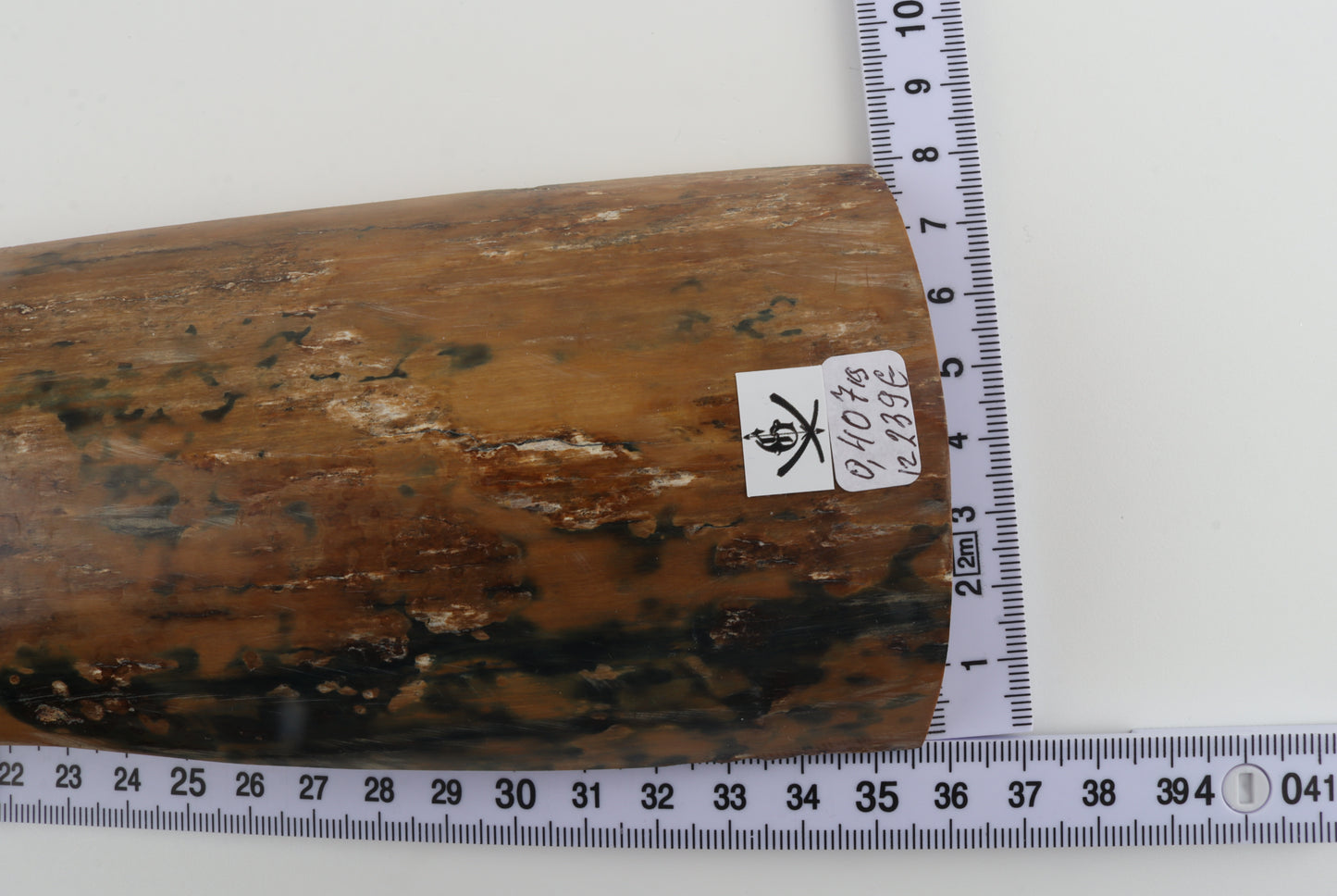 Mustard-blue mammoth bark