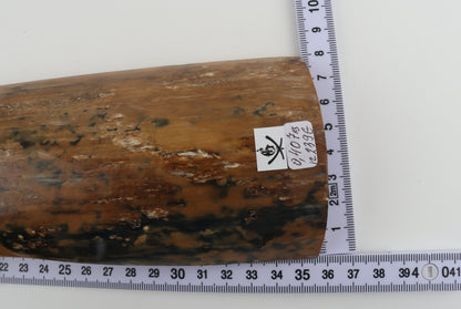 Mustard-blue mammoth bark