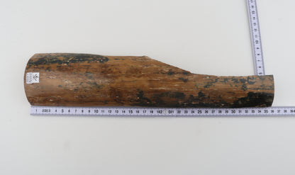 Mustard-blue mammoth bark