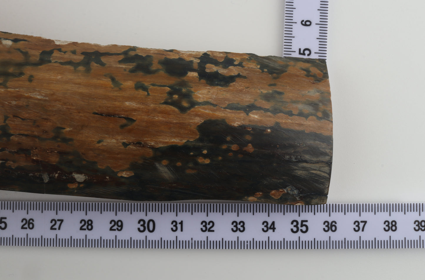 Mustard-blue mammoth bark