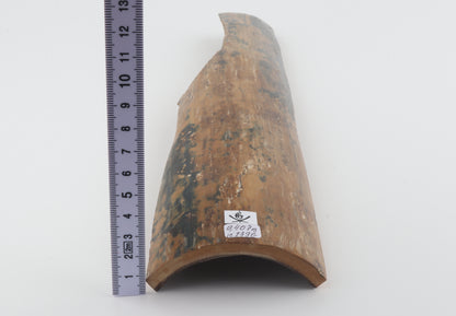 Mustard-blue mammoth bark