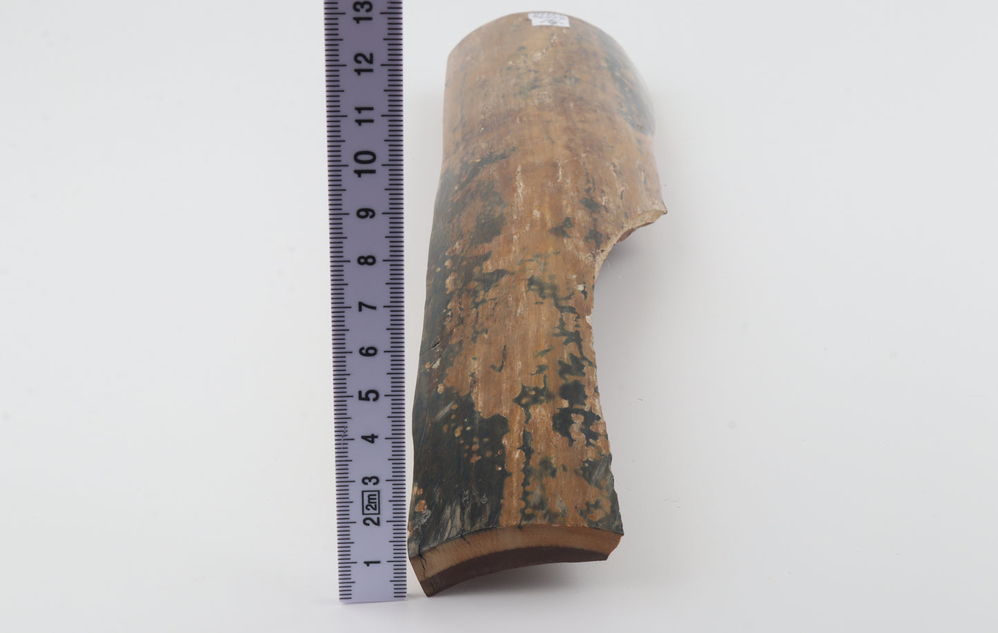 Mustard-blue mammoth bark