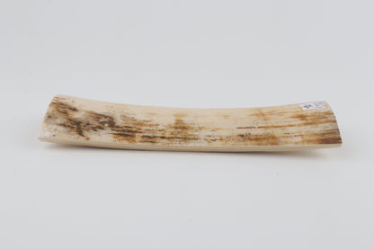 White mammoth bark