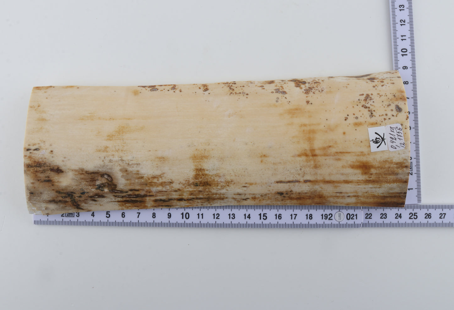White mammoth bark