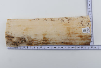 White mammoth bark