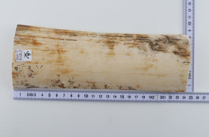 White mammoth bark