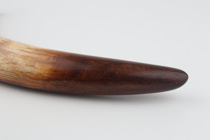 Restored woolly mammoth tusk