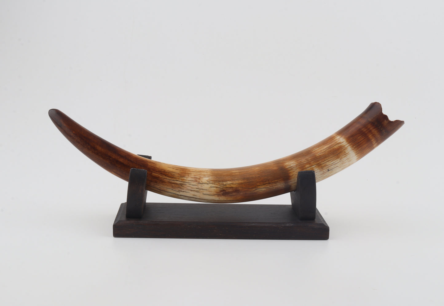 Restored woolly mammoth tusk