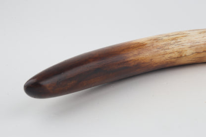 Restored woolly mammoth tusk