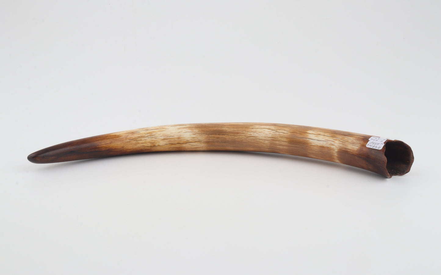 Restored woolly mammoth tusk