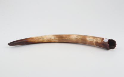 Restored woolly mammoth tusk