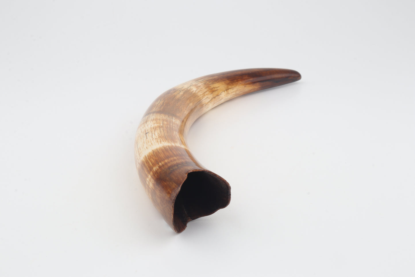 Restored woolly mammoth tusk