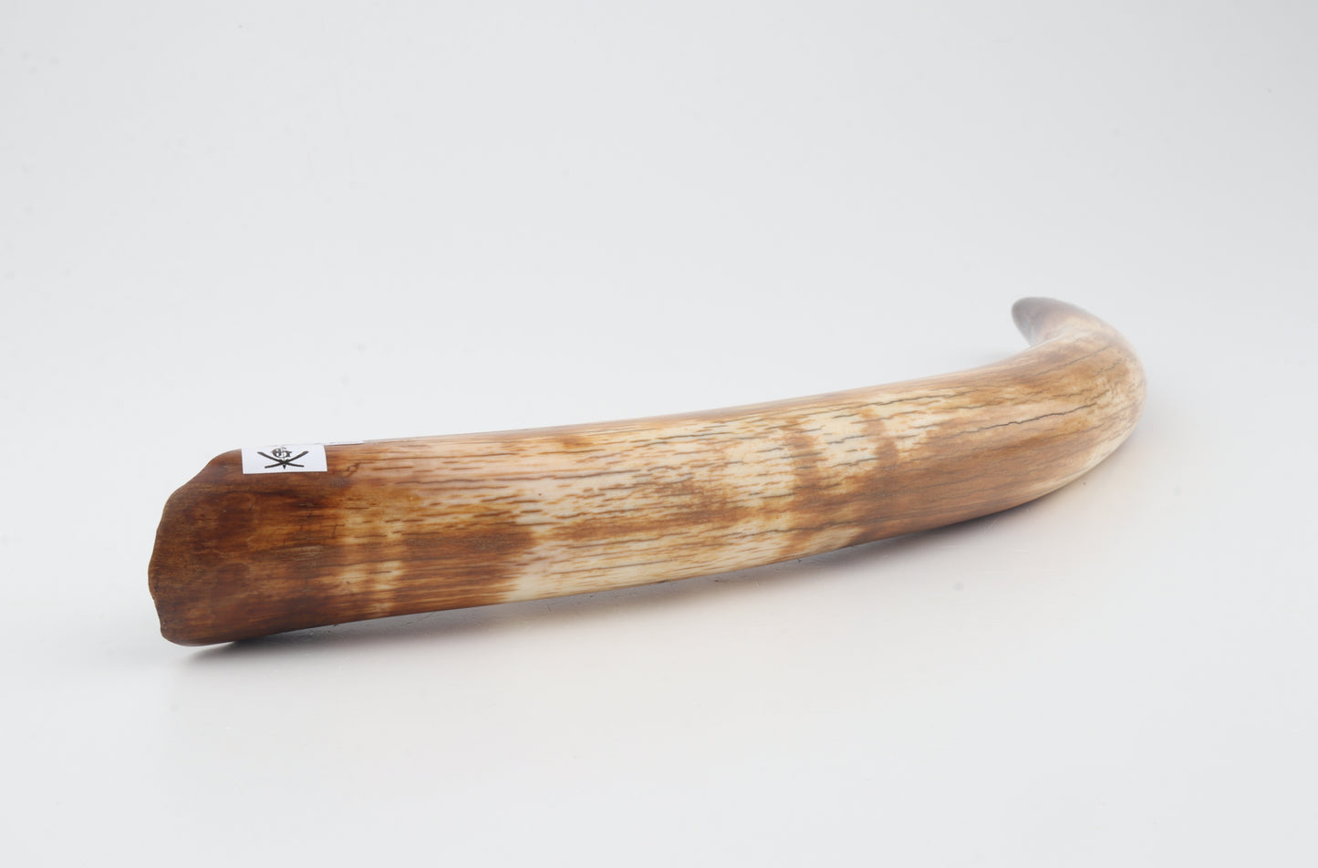 Restored woolly mammoth tusk