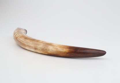 Restored woolly mammoth tusk