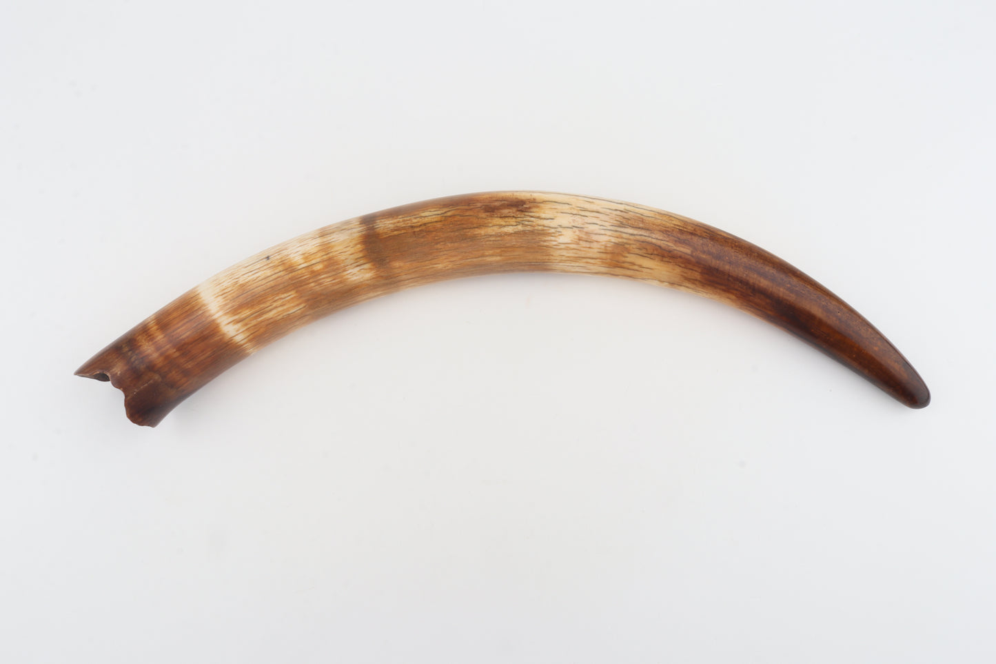 Restored woolly mammoth tusk