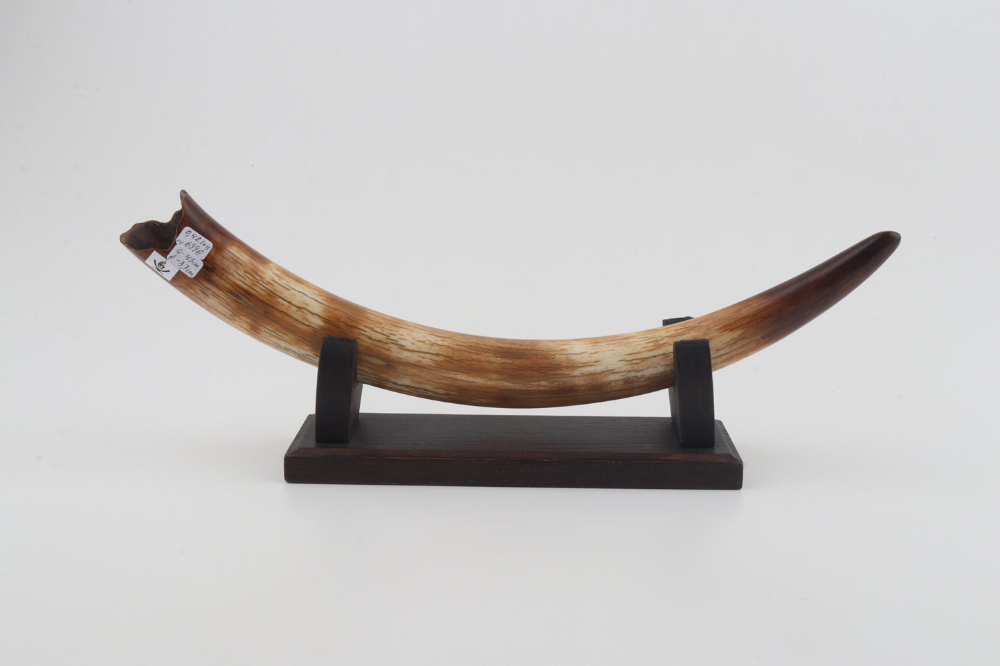 Restored woolly mammoth tusk