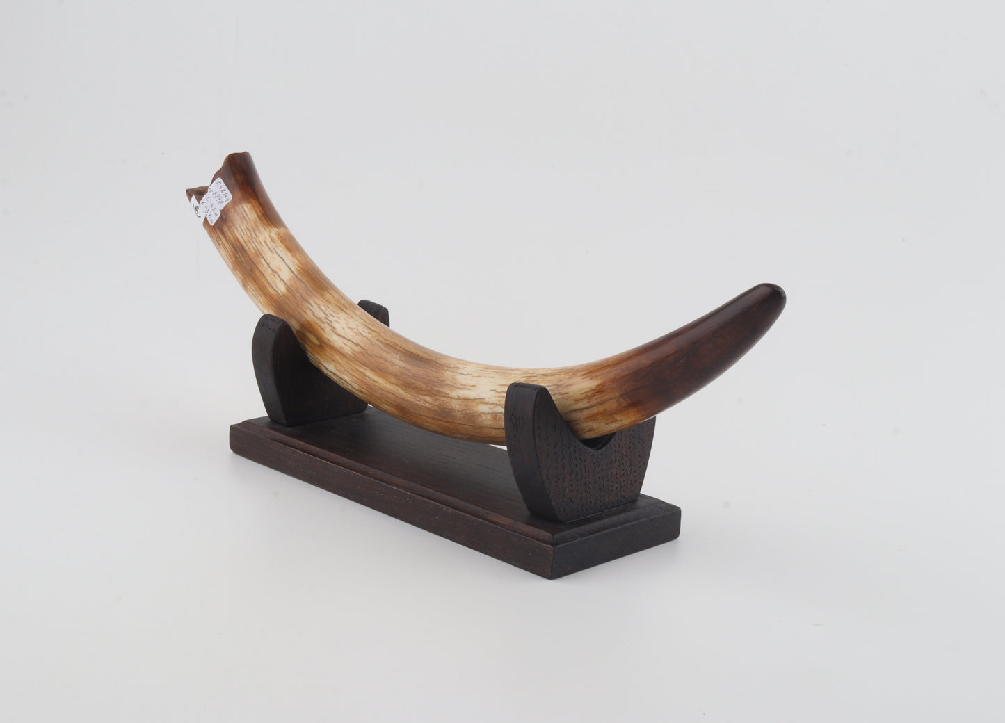 Restored woolly mammoth tusk