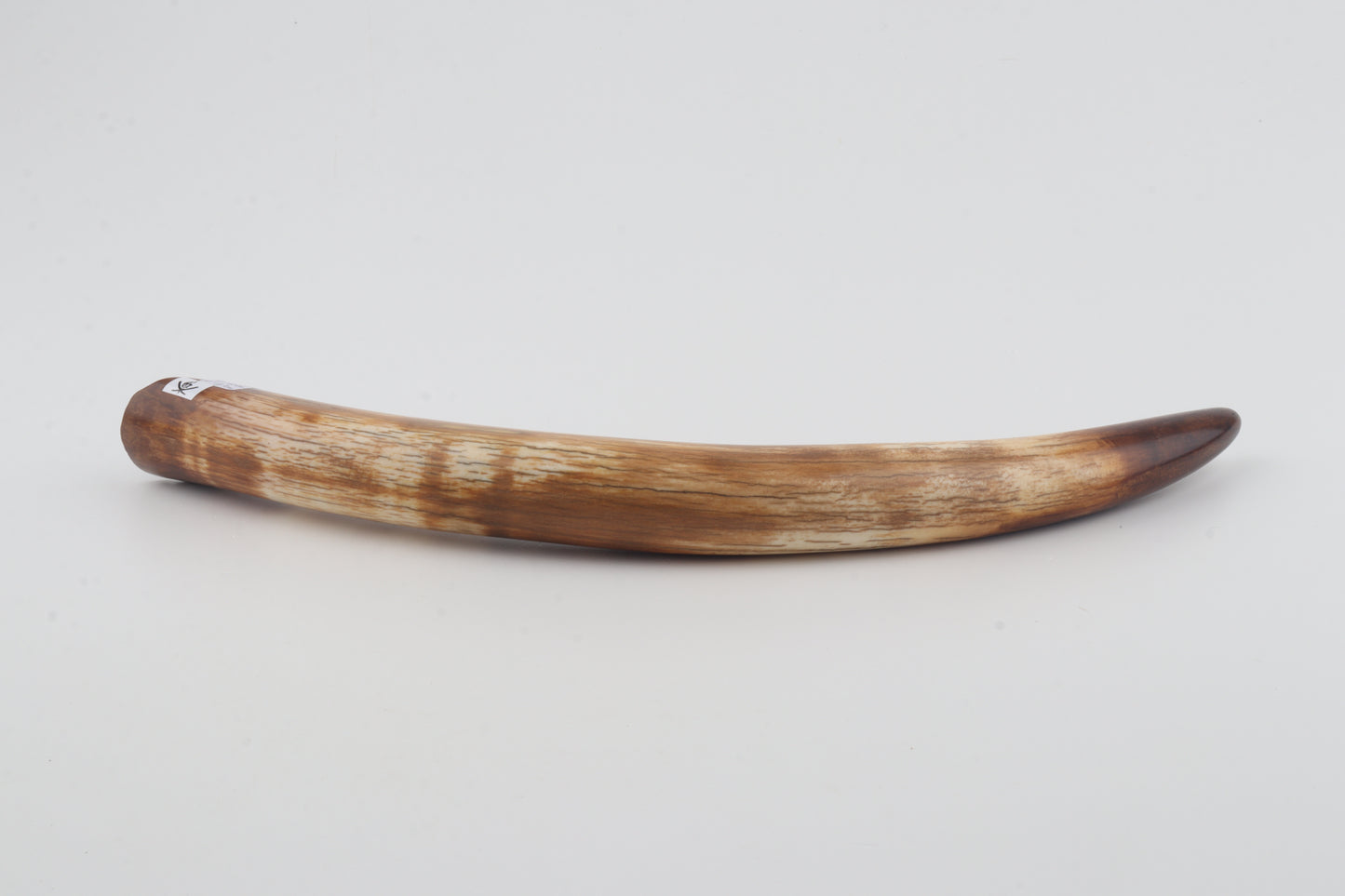 Restored woolly mammoth tusk