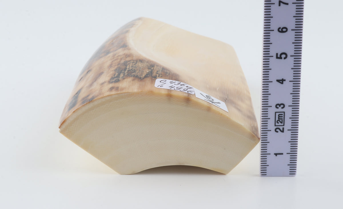 Natural mammoth ivory piece