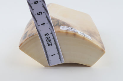Natural mammoth ivory piece