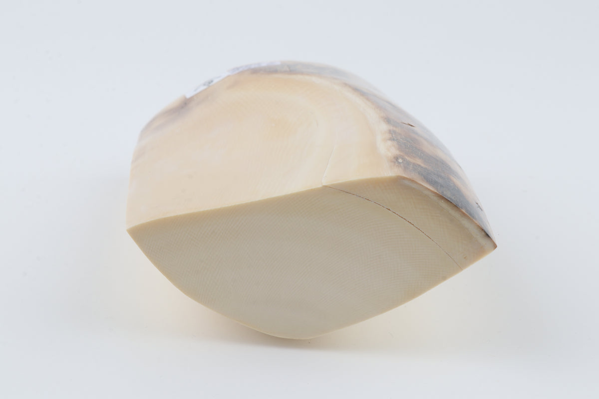 Natural mammoth ivory piece