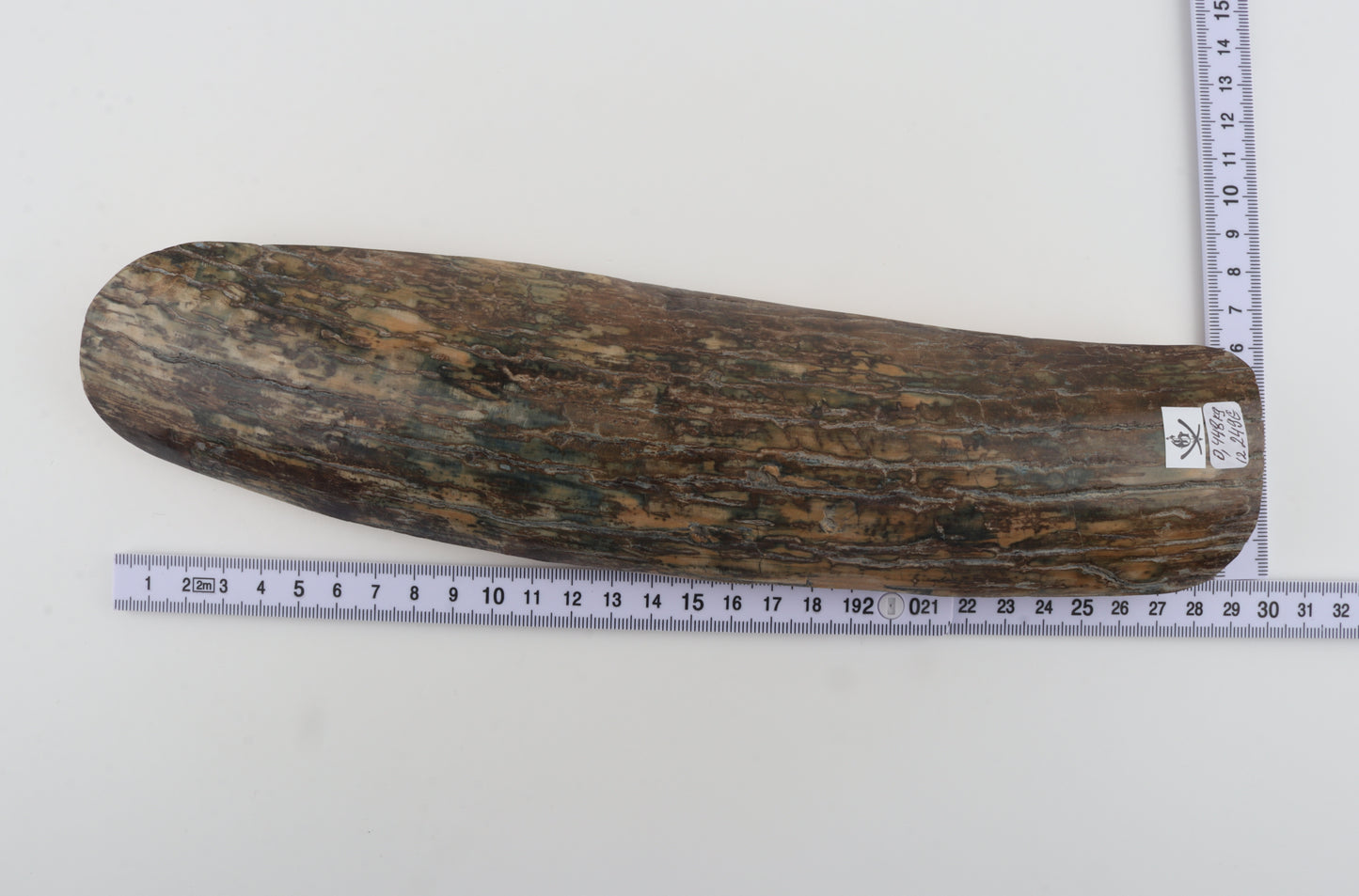 Beige-blue mammoth bark