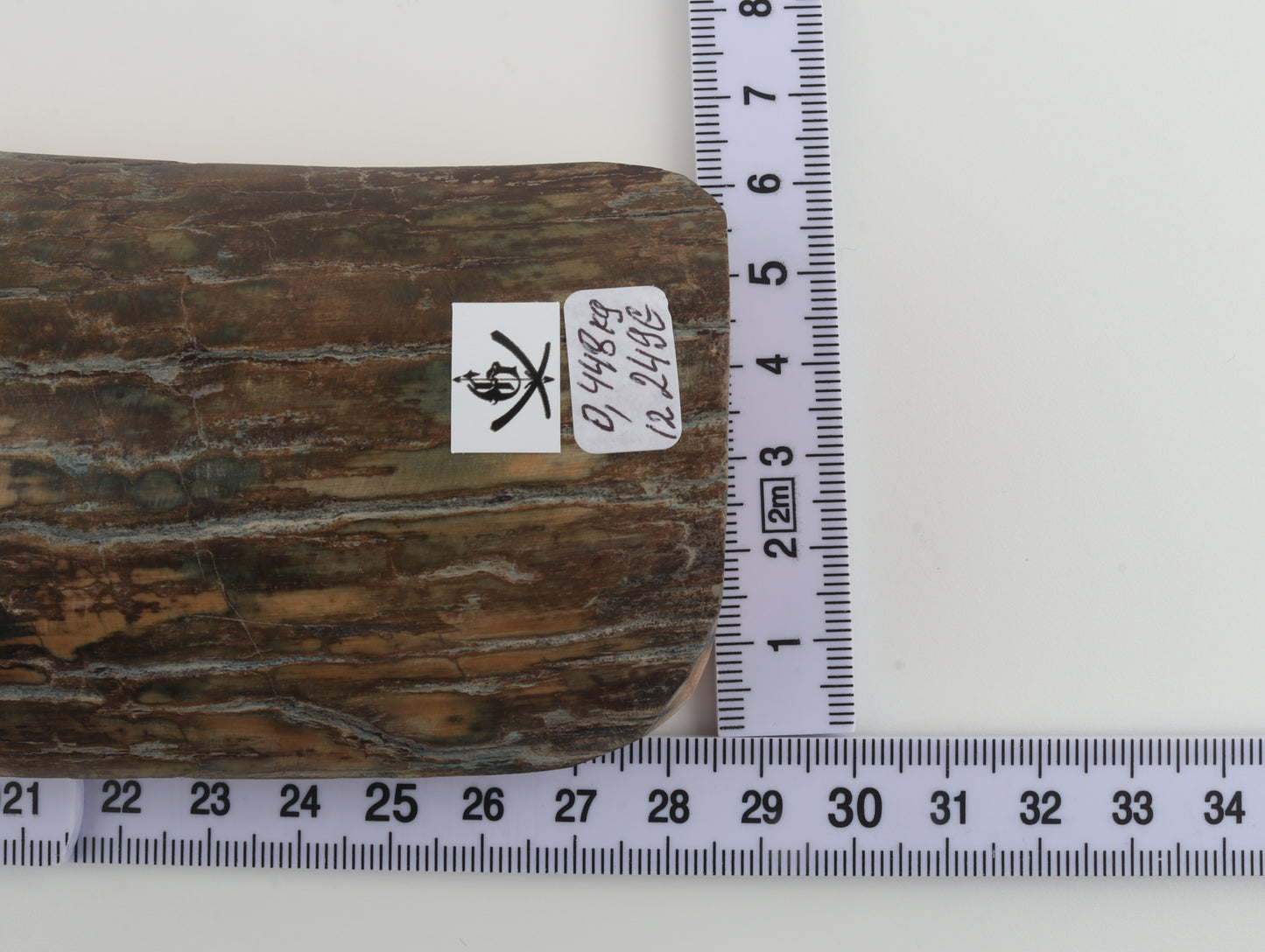 Beige-blue mammoth bark