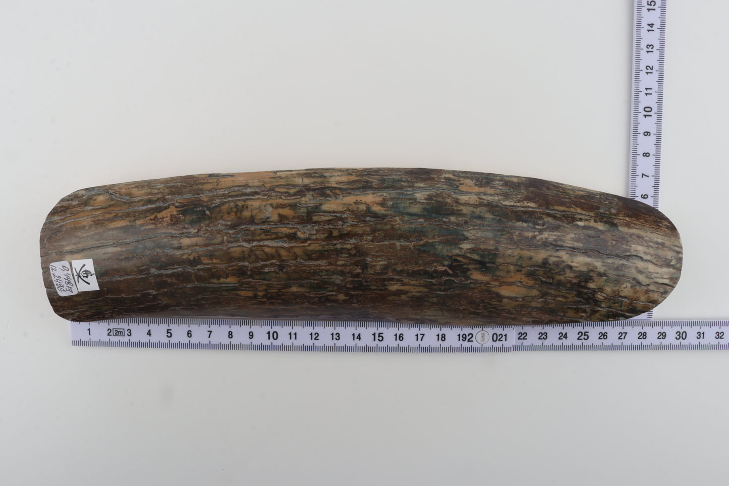 Beige-blue mammoth bark