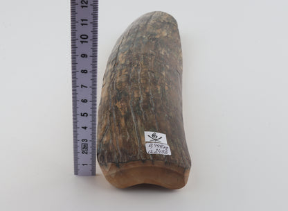 Beige-blue mammoth bark