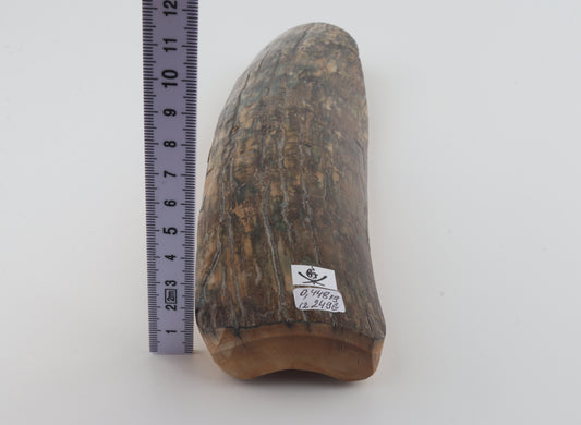 Beige-blue mammoth bark