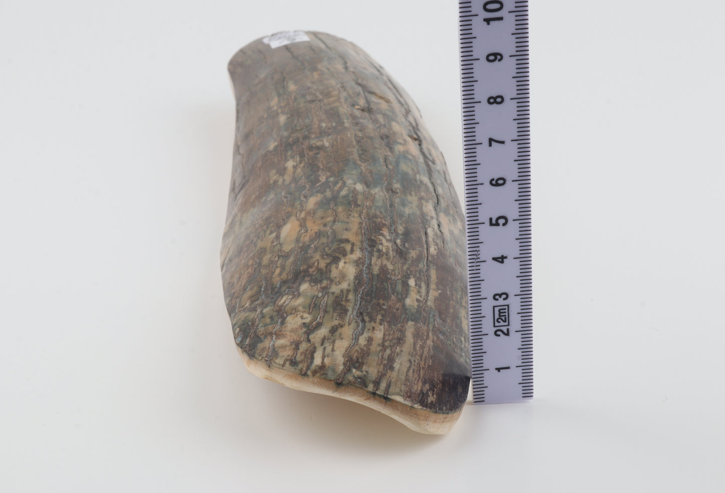 Beige-blue mammoth bark