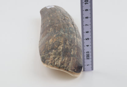 Beige-blue mammoth bark